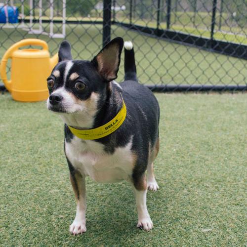 A dog stands next to a fence
